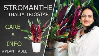 Stromanthe Thalia Triostar Care amp Info  Plant table  Indoor plants [upl. by Kubetz]