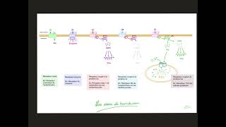 Communication cellulaire Voies de transduction du signal [upl. by Almond]