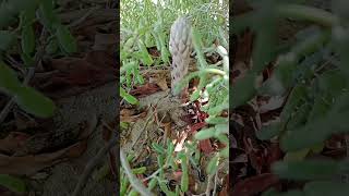 Deserticola cistanche shortvideos desertplants deserticola [upl. by Aiuqenehs]