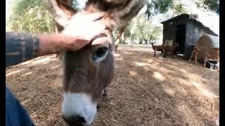 Visiting a Roadside Petting Farm ArBnB amp Camping florida explorer deland volusiacounty [upl. by Petra]