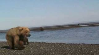 Mother Grizzly Charges grizzly vs grizzly alaska cubs katmai [upl. by Enela]