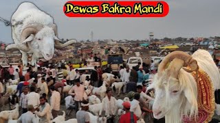 LIVE UPDATE DEWAS BAKRA MANDI  BIGGEST IN MALWA BAKRA MANDI 6 JUNE 2024 [upl. by Goldstein12]