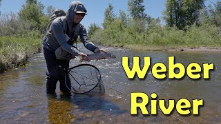 Early Summer Fly Fishing on the Middle Weber River [upl. by Uthrop425]