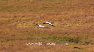 Black necked cranes at the Phobjikha valley in central Bhutan [upl. by Christan]