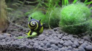 Two horned nerite snails and betta [upl. by Kurland]