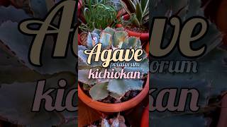 Agave potatorum Kichiokan [upl. by Leigh]