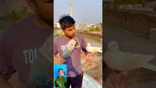 Kabutar 🤲bahut wafadar❤️ hota Hai dekhen 😱pigeon viral new short video [upl. by Eelloh]