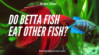 Do Betta Fish Eat Other Fish [upl. by Llywellyn]