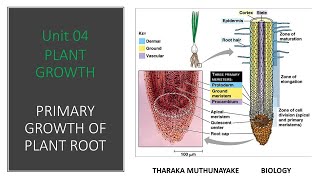 Plant Growth  Primary Growth Structure Of Plant Root [upl. by Sinnal695]