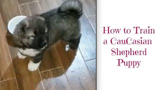 How to Train a Caucasian Shepherd Puppy Basic Tips [upl. by Hnilym315]