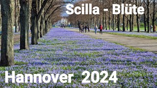 Hannover 🪻ScillaBlüte 2024 [upl. by Lurline]