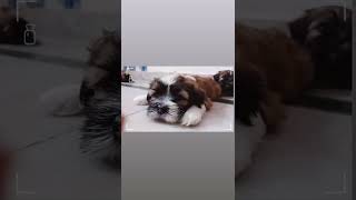 Lhasa Apso Puppies [upl. by Lodie]