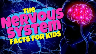 What is the Central Nervous System Facts for Kids [upl. by Humbert798]