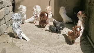 most beautiful amazing different colours Jacobin pigeon breeding cage in ETHIOPIA 🇪🇹 [upl. by Anelhtac733]