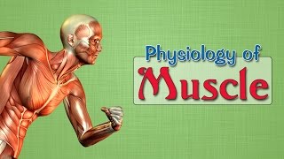 Easy Physiology  Muscle  3Smooth Muscles [upl. by Ahsercel]