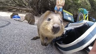 Adorable Quokka Wants A Cuddle [upl. by Salim]