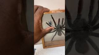 Baby Antilles Pinktoe Tarantula 💙 spidertarantulainsectsbugarthropodsinvertebratesfyp [upl. by Rimidalg]