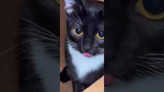 huh cat mlem huh sound effect meme [upl. by Sarajane313]