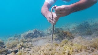 Catching a BOBBIT WORM [upl. by Gibrian733]