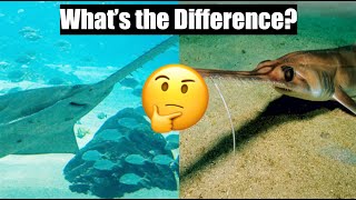 Sawfish vs SawShark Comparison Video  sawfish sawshark [upl. by Derk]