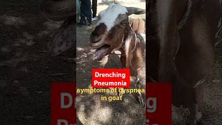 Drenching pneumonia in goat dyspneadifficulty in respiration animalsgoat  veterinary medicine [upl. by Urian484]