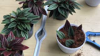 Peperomia Rosso siimut perbanyakan hanya dengan daun [upl. by Yelahs]