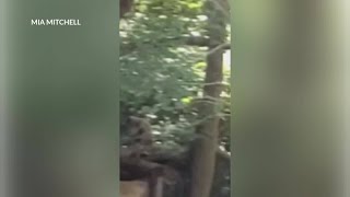 Monkey spotted after 43 escape from South Carolina research center [upl. by Moorefield]