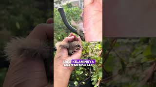 Perbedaan Dormice Jantan Dan Betina ternyata sesimple itu bedainnya 🤩 smallpets dormice pelihara [upl. by Riem]