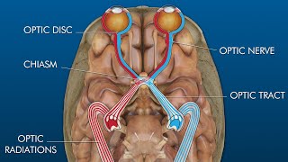 eye to brain connection visual pathway [upl. by Dhar]