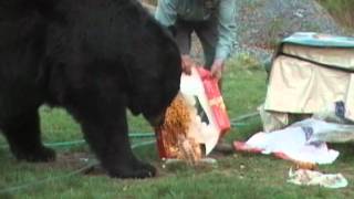 Leroy amp Bozo the Black Bear [upl. by Glaser]