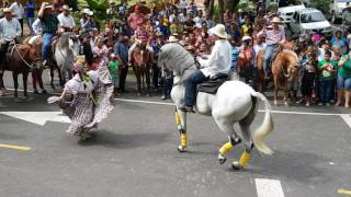 Caballo bailando el punto Caballo andaluz bailando panamá [upl. by Enavi]