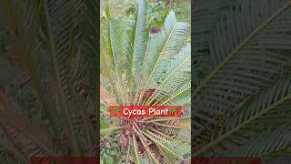 🌴CycasसाइकसPlant🌴कैसा होता है देख लो nature plants villagelife [upl. by Assed]