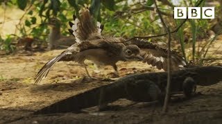 Brave birds protect crocodile nest  Spy in the Wild  BBC [upl. by Colette]