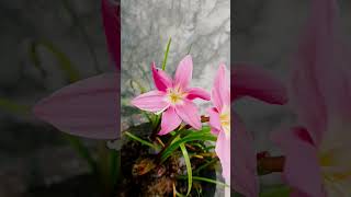 rain lilly zephyranthes plant [upl. by Glover]