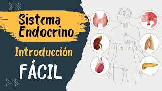 ✅ SISTEMA ENDÓCRINO  Explicado FÁCIL  Glándulas y hormonas [upl. by Aitel578]