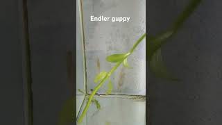 endler guppy hybrid [upl. by Sadoff]