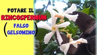 POTARE IL RINCOSPERMUM O FALSO GELSOMINO [upl. by Abehsile]