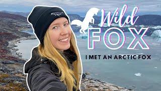 Arctic Fox Up Close in Greenland [upl. by Medora]