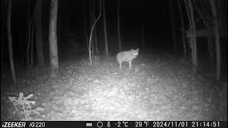 Coyote Lanaudière Camera de chasse Hunting Camera trail camera [upl. by Largent]