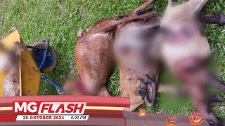 Penternak Berputih Mata Enam Kambing Mati Dibaham Harimau MGFlash [upl. by Meredeth628]