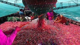 Inside The Life Of A vessel red shrimp fishing  Catch Hundreds Tons Shrimp With Modern Boat [upl. by Oiralednac]