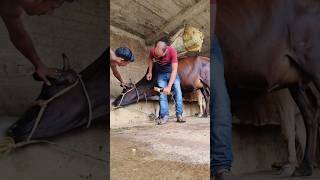 Jugular vein IV cannulation procedure in cattle in a second without shedding blood [upl. by Hillier67]