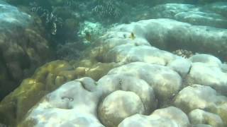 BoracayCoral Bleaching [upl. by Tila]