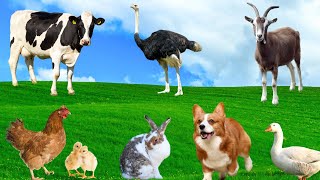 Farm Animal Food  Goat Cow Chicken Dog Ostrich  Familiar Animals [upl. by Nayhr]