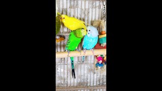 Happy Parakeets Singing Playing Eating Budgies Chirping Reduce Stress of lonely Birds Video shorts [upl. by York108]