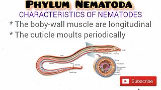 Phylum Nematoda updated [upl. by Notreve]