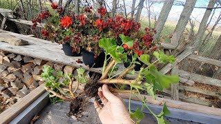 Overwintering Geraniums amp Saving Geranium Seeds [upl. by Yeniffit848]