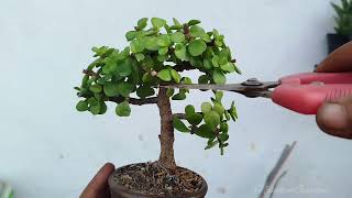 Membuat bonsai jade plant 20 [upl. by Ambrosio]