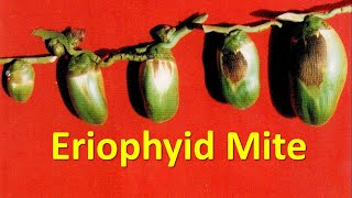 How to manage Eriophyid Mite Aceria guerreronis in Coconut [upl. by Elliott298]