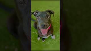 Hacky Sack is waiting for you at marinhumanesociety 🐾❤️🐾 rescueismyfavoritebreed [upl. by Ahsataj]